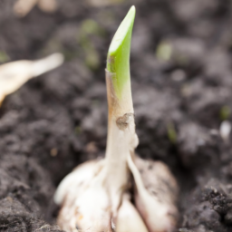 Garlic and Soil Health: Understanding the Connection