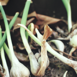 Intercropping Strategies with Garlic for Small Farms